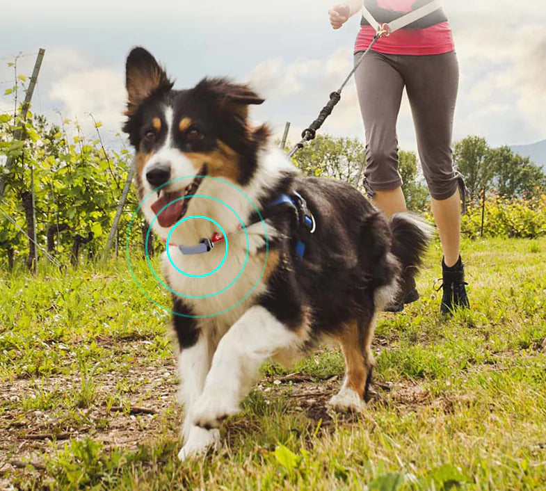 GPS Pet Tracker Collar (Multi-Functional)