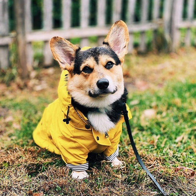 Retro Windproof Padded Dog Raincoat