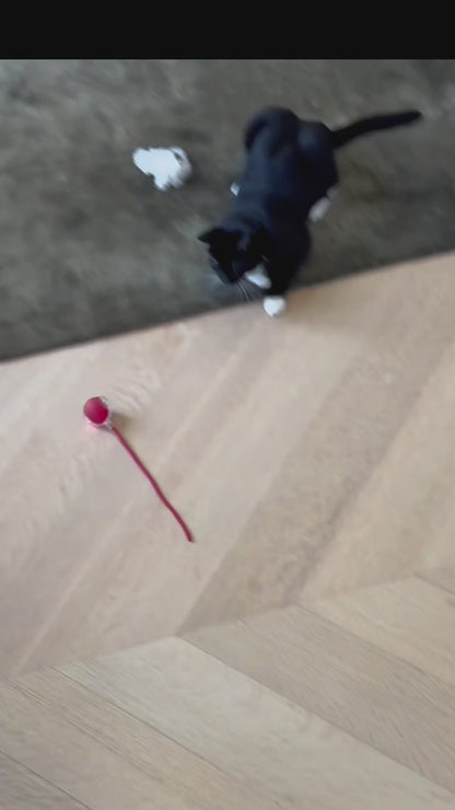 Rolling Fun Cat Toy Ball